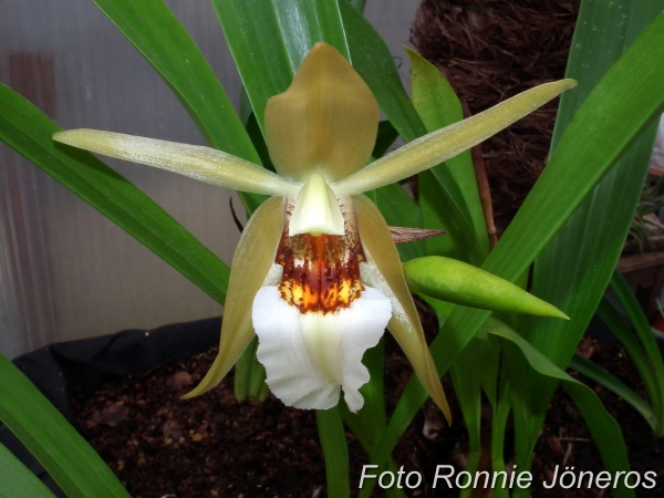 Coelogyne lawrenceana